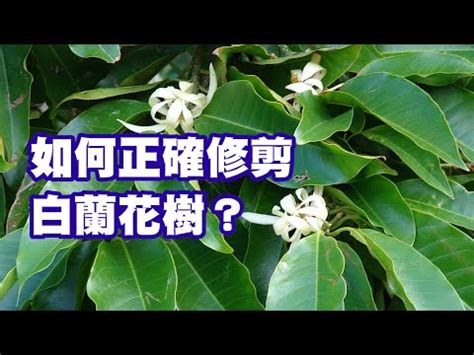 金玉蘭花種植禁忌